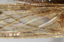 Wing of Psorophora varinervis (Photo: M. Laurito). 
