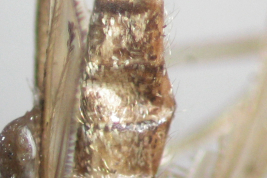 Abdomen of Psorophora varinervis (Photo: M. Laurito).
