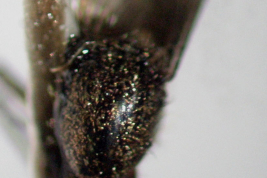 Thorax of Psorophora cyanescens (Photo: M. Laurito)