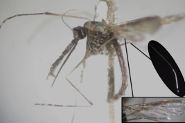 Female, wing and leg of Anopheles triannulatus (Photo: M. Laurito).