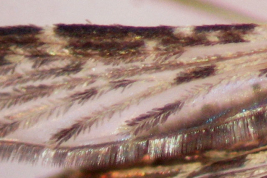 Wing of Anopheles triannulatus (Photo: M. Laurito).