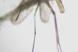 Female of Culex amazonensis (Photo: M. Laurito).