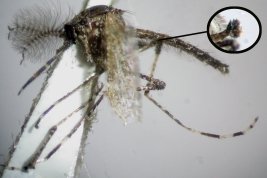 Male of Aedeomyia squamipennis (Photo: M. Laurito).