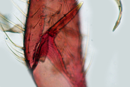 Gonocoxopodito de especimen macho de Coquillettidia shannoni  (Foto: M. Laurito).