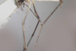 Female of Ochlerotatus serratus (Photo: M. Laurito).