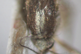 Tórax de Ochlerotatus serratus (Foto: M. Laurito).