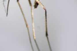 Female of Ochlerotatus scapularis (Photo: M. Laurito).