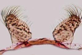 Tergum IX lobe of Culex idottus (Photo: M. Laurito).