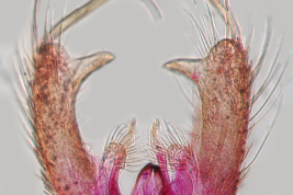 Estructuras de la genitalia masculina de Ochlerotatus hastatus (Foto: M. Laurito).
