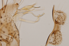 Gonocoxopodite and tergum IX lobe of male specimen of Culex glyptosalpinx (Photo: G.C. Rossi).