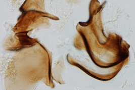 Esclerito aedeagal y placa lateral de Culex glyptosalpinx (Foto: G.C. Rossi).