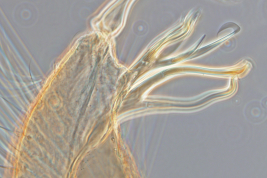 Gonocoxopodito de especimen macho de Culex aliciae (Foto: G.C. Rossi).
