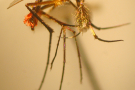 Male of Toxorhynchites separatus (Photo: M. Laurito).