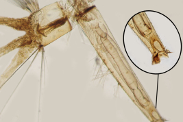 Sifón larval y segmento abdominal X de Culex saltanensis (Photo: M. Laurito).