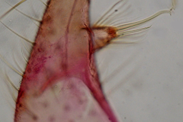 Gonocoxopodito de especimen macho de Culex saltanensis (Foto: M. Laurito).