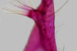 Gonocoxopodito de especimen macho de Culex interfor (Foto: M. Laurito).