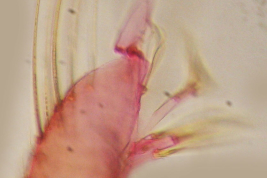 Gonocoxopodito de especimen macho de Culex dunni (Foto: M. Laurito).