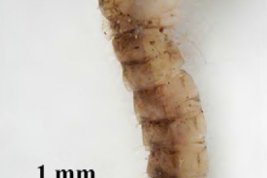 Larva of Psorophora cyanescens (Photo: Linares et al. 2016).