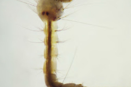 Larva de Culex imitator (Foto: Linares et al. 2016).