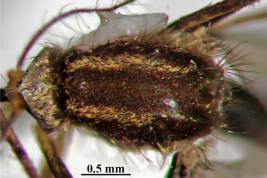 Female of Ochlerotatus meprai (Photo: Linares et al. 2016).