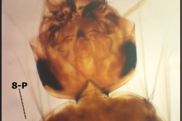 Head and prothorax of the larva of Culex secundus (Photo: Stein et al. 2018).