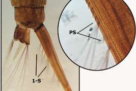 Larval siphon of Culex secundus (Photo: Stein et al. 2018).