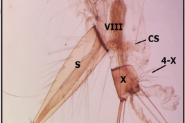 Larval siphon of Wyeomyia aphobema (Photo: Stein et al. 2018). CS: comb scales; S: siphon; 4-X: seta 4 of tenth segment; VIII, X: abdominal segments VIII and X.