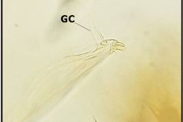 Apex of the gonostylus of a male specimen of Wyeomyia aphobema (Photo: Stein et al. 2018). GC: gonostilar claw.