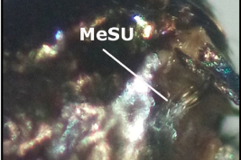 Female pleura of Sabethes glaucodaemon. MeSU: upper mesepimeral seta (Photo: Stein et al. 2018).