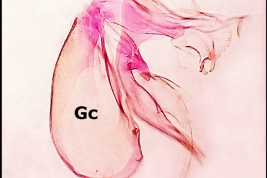 Gonocoxopodite of male specimen of Sabethes glaucodaemon.Gc: gonocoxite; Gs: gonostylus (Photo: Stein et al. 2018).