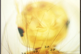 Protórax de la larva de Culex davisi (Foto: Stein et al. 2018).