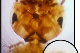 Cabeza de la larva de Culex castroi (Foto: Stein et al. 2018).