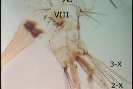 Últimos segmentos abdominales de la larva de Sabethes undosus (Foto: Stein et al. 2018).