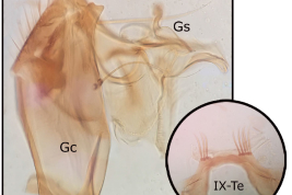 Gonocoxopodito y lóbulo del segmento IX de especimen macho de Sabethes undosus (Foto: Stein et al. 2018).