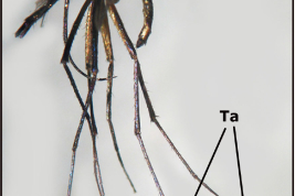 Female of Toxorhynchites bambusicola (Photo: Stein et al. 2018).
