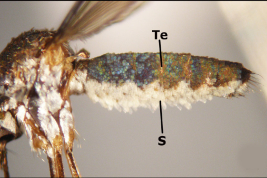 Sternum of Wyeomyia serratoria (Photo: Stein et al. 2018).
