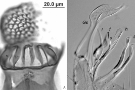 Cibarium of female  and subapical lobe and gonostylus of male genitalia of Cx. bahiensis (Photo: Lestani & Rossi, 2012).
