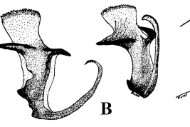 Estructuras de la genitalia masculina de Cx. bejaranoi: A. Tergito IX; B. Placa lateral y esclerito del edeago; C. Divisiones distal y proximal del lóbulo subapical del gonocoxito (Foto: Duret 1953).