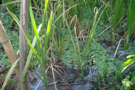 Pequeña laguna con vegetación (Pistia sp.) donde se desarrollan estados inmaduros de Culex chidesteri (Foto: M. Laurito)