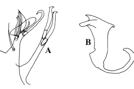 Estructuras de la genitalia masculina de Cx. clarki: A. Divisiones proximal y distal del lóbulo subapical del gonocoxito; B. Placa lateral y esclerito del edeago (Foto: Sirivanakarn , 1982).