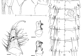 Male genitalia structures and pupa of Cx. corniger (Photo: Strickman & Pratt 1989).