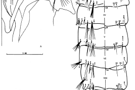 Pupa de Culex cuyanus. A. Cefalotórax (CT); B. Metatórax y abdomen; izquierda = dorsal, derecha = ventral.