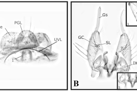 Female and male genitalia structures of Culex davisi. A. Female; B. Male: 1. detail of the subapical lobe; 2. detail of the tergum IX. Ce = cercus; GC = gonocoxite; Gs = gonostylus; I = insula; PGL = postgenital lobe; SL = subapical lobe; UVL = upper vaginal lip; IX-Te = tergum IX (Photo: Bangher & Stein, 2017).
