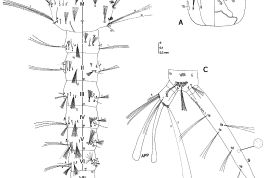 Larva de Culex davisi. A. Cabeza; B. Tórax y segmentos abdominales I–VI; C. Segmentos abdominales VII–X. a = antenna, APP = papilas anales, CS = dientes del peine, Dm = mentón dorsal, M = mesotórax, P = protórax, PS = espinas del pecten, S = sifón, T = metatórax, I–X = segmentos abdominales (Foto: Bangher & Stein, 2017).
