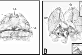 Female and male genitalia structures of Culex imitator. A. Female; B. male. 1. Detail of the subapical lobe; 2. Detail of the tergum IX. Ce = cercus; GC = gonocoxite; Gs = gonostylus; I = insula; PGL = postgenital lobe; SL = subapical lobe; UVL = upper vaginal lip; IX-Te = tergum IX (Photo: Bangher & Stein, 2017).