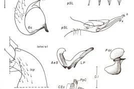 Male genitalia structures of Culex delpontei. AeS: aedeagal sclerite; BP: basal piece; Ce: cercus; Cse: cercal setae; CSC: cercal sclerite; dSL: distal division of the subapical lobe; Gc: gonocoxite; GC: gonostylar claw; Gs: gonostylus; LP: lateral plate; lsp: lateral setal patch; Par: paramere; PpC: paraproct crown; Ppr: paraproct; pSL: proximal division of the subapical lobe; VIII-Te: tergum VIII; IX-Te: tergum IX; IX-TL: tergum IX lobe (Sallum & Forattini, 1996).