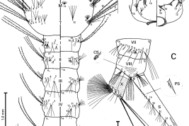Cuarto estadio larval de Culex dolosus. A. Cabeza (H), izquierda = dorsal, derecha = ventral; B. Pro- (P) meso- (M) y metatórax (T), y segmentos abdominal I–VI, izquierda = dorsal, derecha = ventral; C. Segmentos abdominales VII–X vista lateral, aparato espiracular (S), dientes del peine (CS), espinas del pecten (PS) (Foto: Senise & Sallum, 2008).