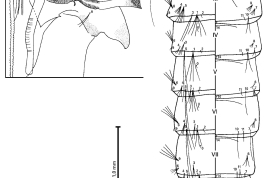 Pupa de Culex dolosus. A. Cefalotórax (CT); B. Metatórax, segmentos abdominales I–IX, izquierda = dorsal, derecha = ventral, paleta (P), lóbulo genital (GL) (Foto: Senise & Sallum, 2008).