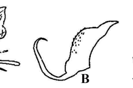 Male genitalia structures of Culex dunni: A. Subapical lobe of the gonocoxite; B. Lateral plate; C. Tergum IX (Photo: Rozeboom & Komp, 1950).