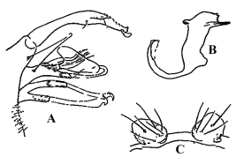 Estructuras de la genitalia masculina de Culex dureti: A. Lóbulo subapical y gonostilo del gonocoxito; B. Placa lateral; C. Tergito IX (Foto: Casal & García, 1968d).